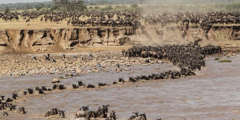 why Serengeti is a Must visit National Park in your traveling Destinations?