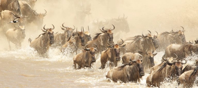 7-Day Journey of the Wildebeest – Mid-Range