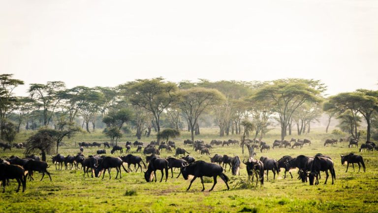 8-Day Safari (Including Serengeti) & Zanzibar Extension