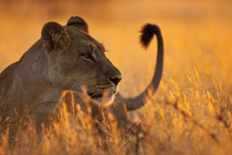 8-Day Soul of Tanzania Itinerary – Luxury