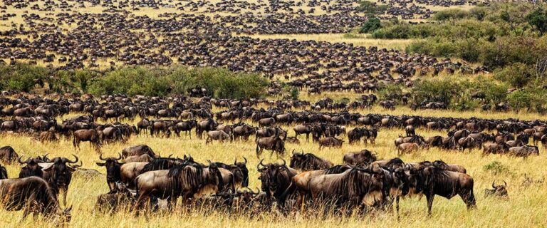 7-Day Journey of the Wildebeest Tour – High End