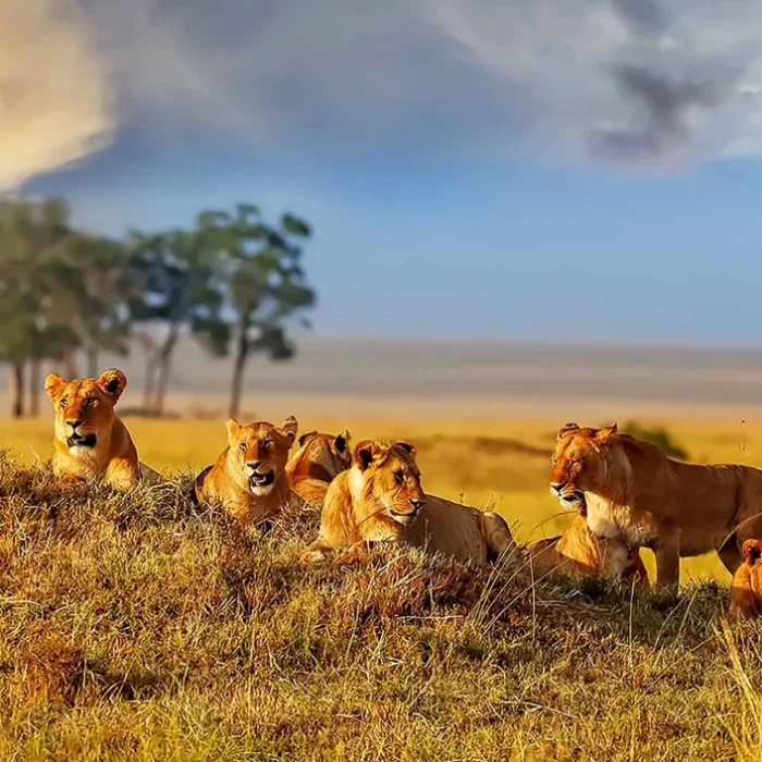 10-Day Bwindi and Masai Mara Safari Adventure