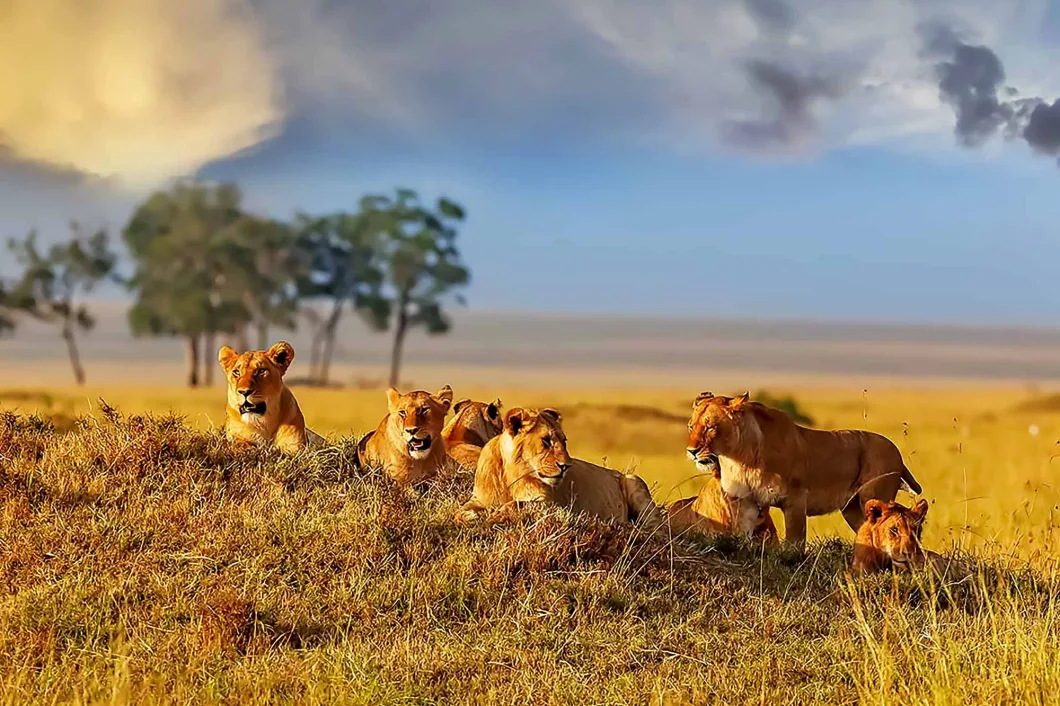 10-Day Bwindi and Masai Mara Safari Adventure