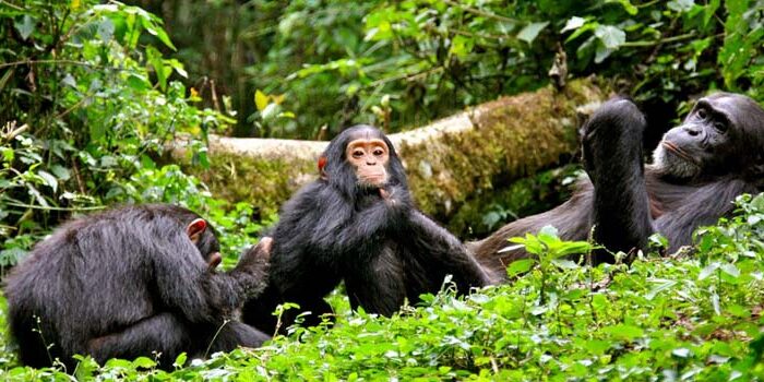 8-Days Classic Uganda Primates Safari