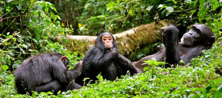 8-Days Classic Uganda Primates Safari