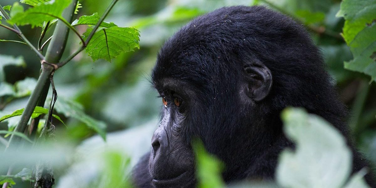 5-Day gorilla trekking Safari Package—Fly to Bwindi.