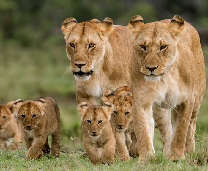 7 Days Kenya Classic Tour