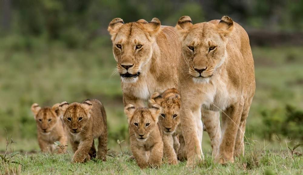 7 Days Kenya Classic Tour