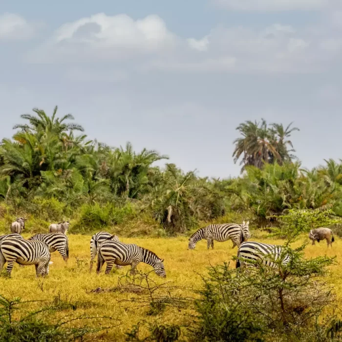 Elewana Sky Safari - 10 day