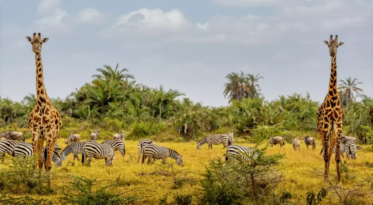 Elewana Sky Safari – 10 day