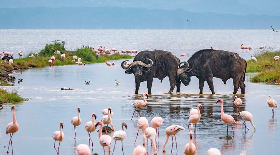 1-Day-Hells-Gate-and-Lake-Naivasha-Day-Trip-900x500-1
