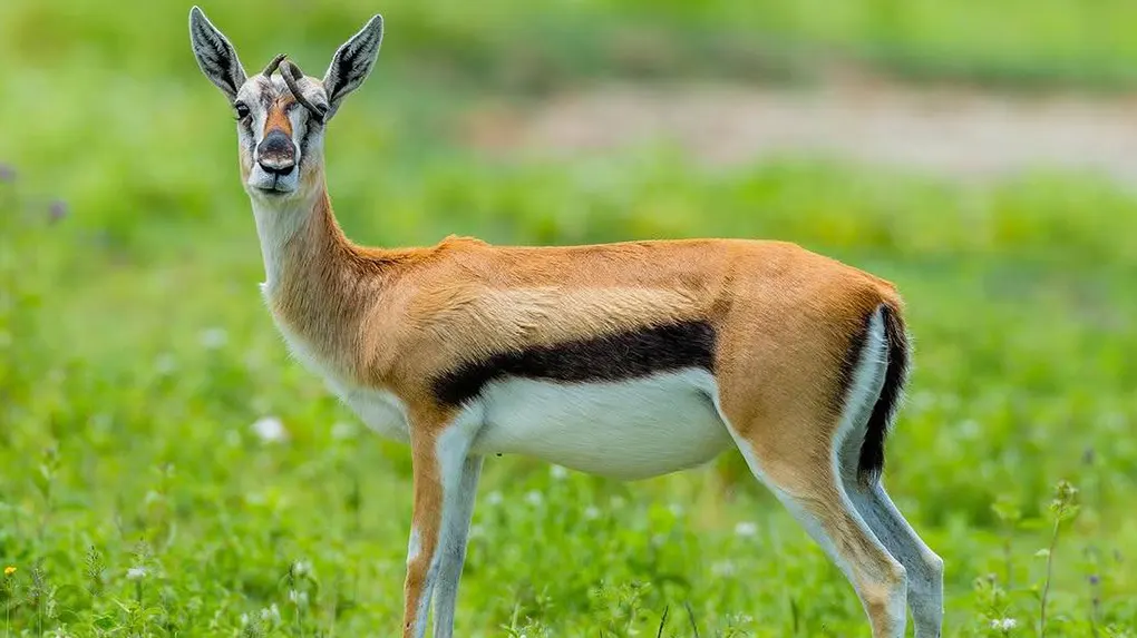 5 Days / 4 Nights Tanzania Safaris