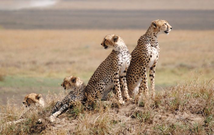 8 Days / 7 Night Authentic Tanzania Safari Nothern Tanzania