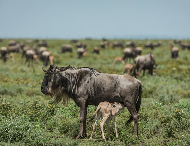 7 Days Tanzania Safari Calving Season Packages