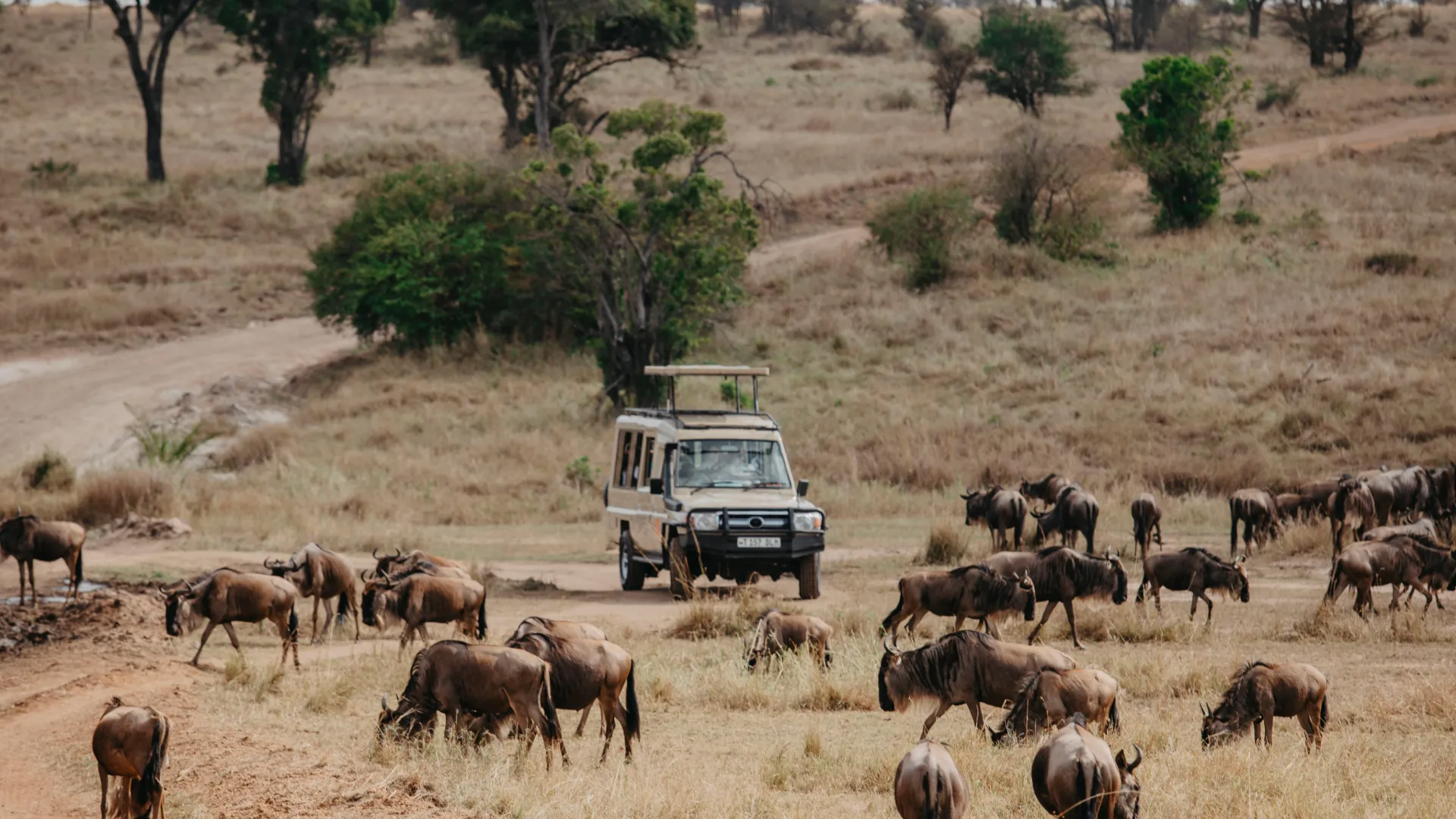 When is the best time for a Safaris in Tanzania?