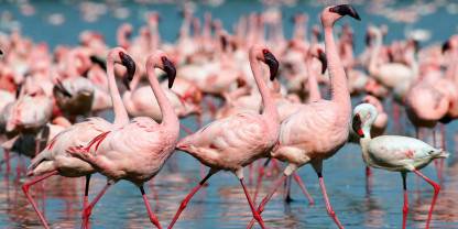 Lake_Nakuru_National_Park_005