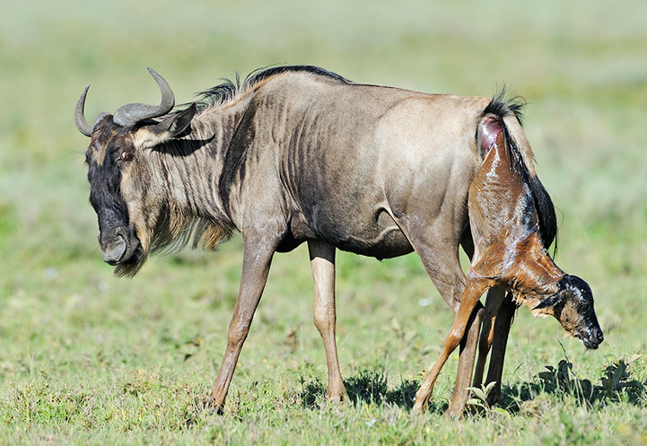Ndutu-Calving-1 (1)