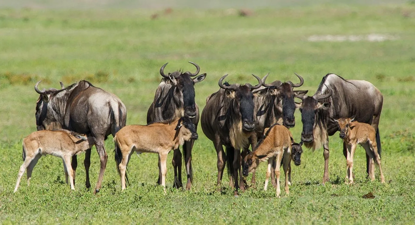 Ndutu-calving-season
