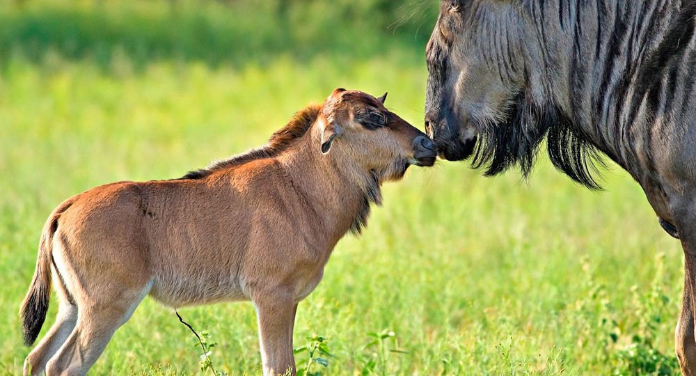 calving-season-serengeti-thegem-blog-default