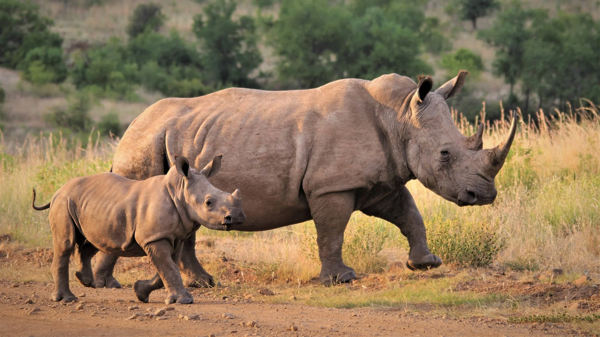 mkomazi-national-park (1)