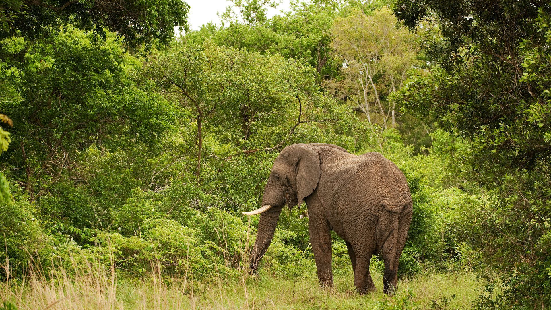 walking-in-the-footsteps-of-elephants-tarangire.jpg