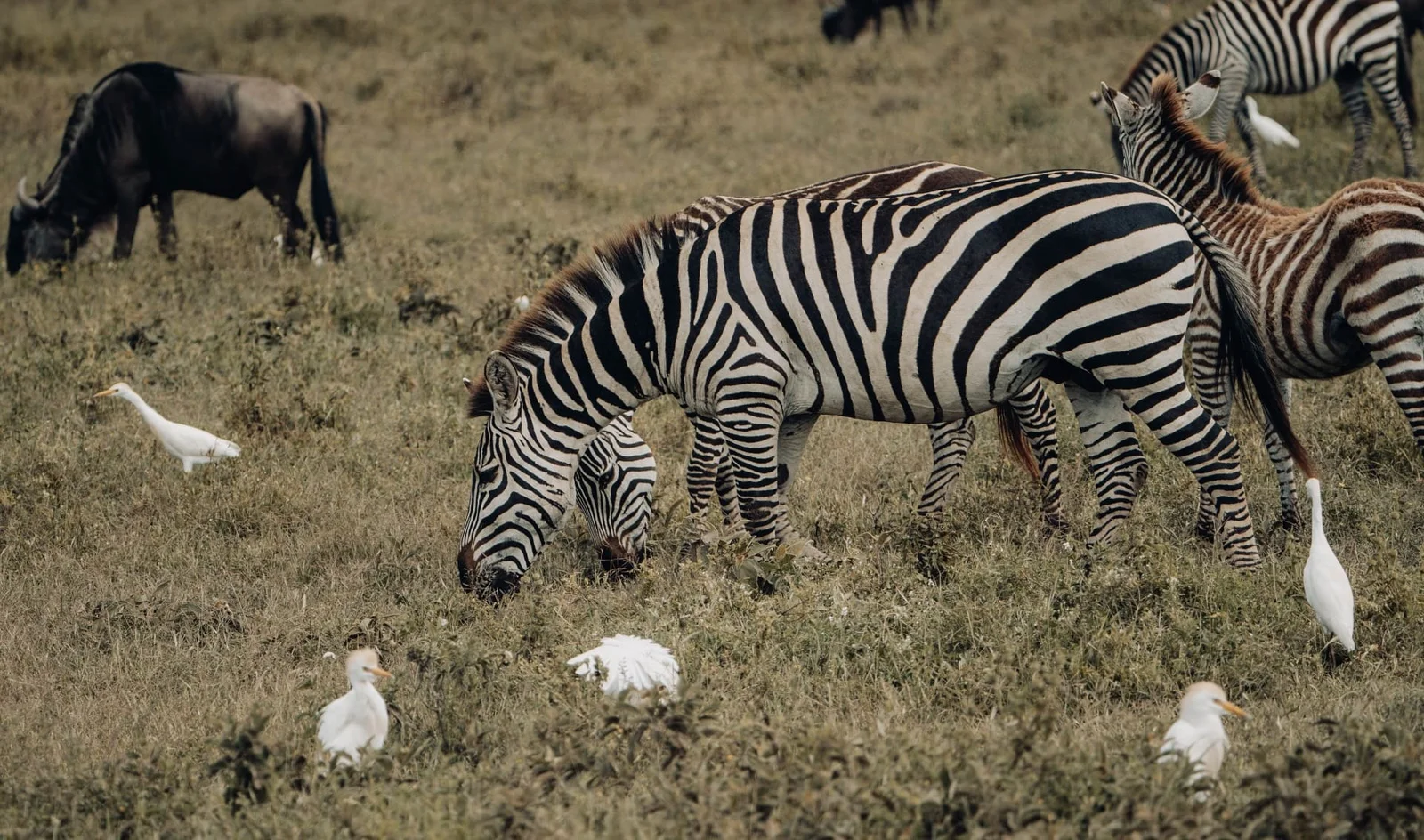 zebras-ngorongoro