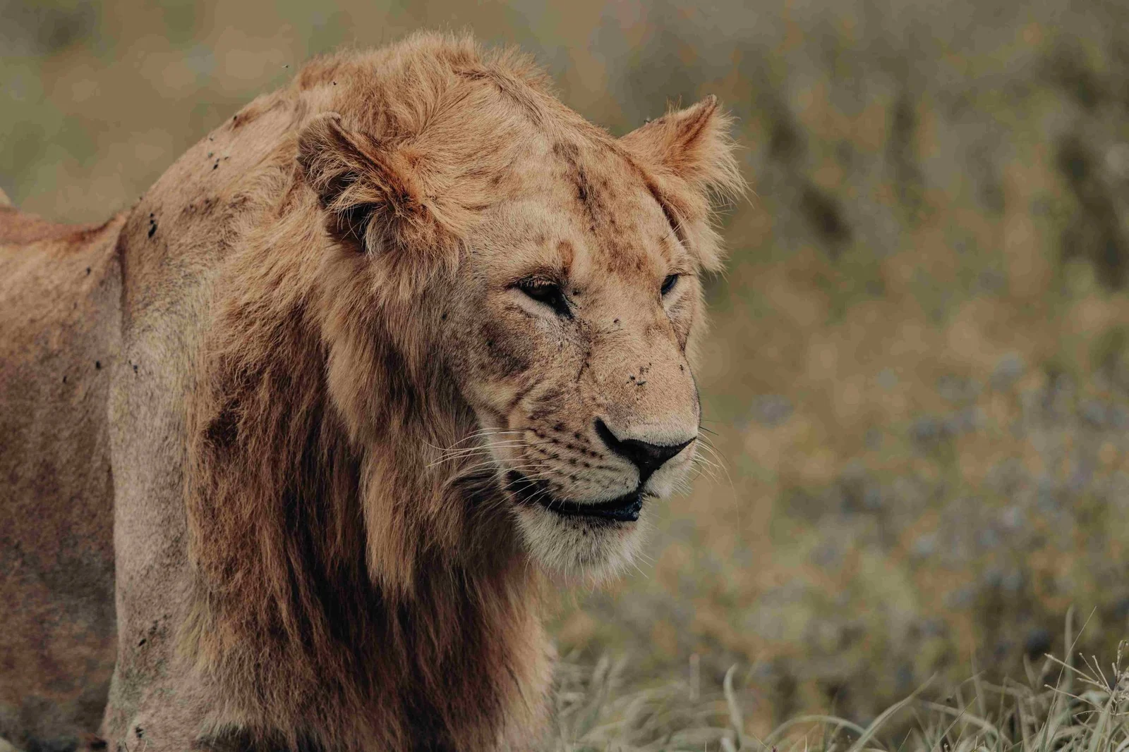 lion_11zon-2