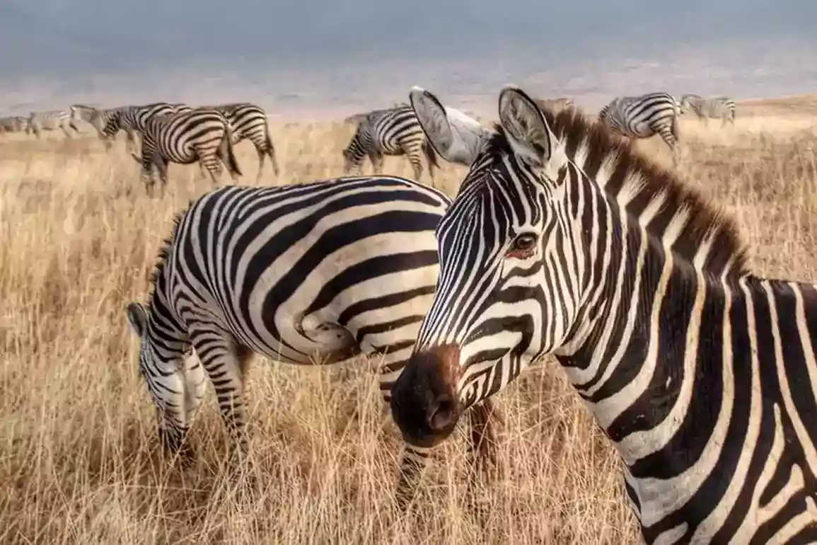 2-days-tarangire-lake-manyara-safari