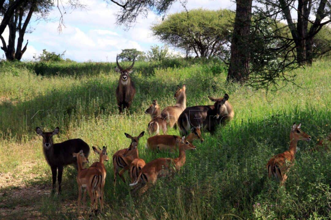 7-days-safari-e1628613292318