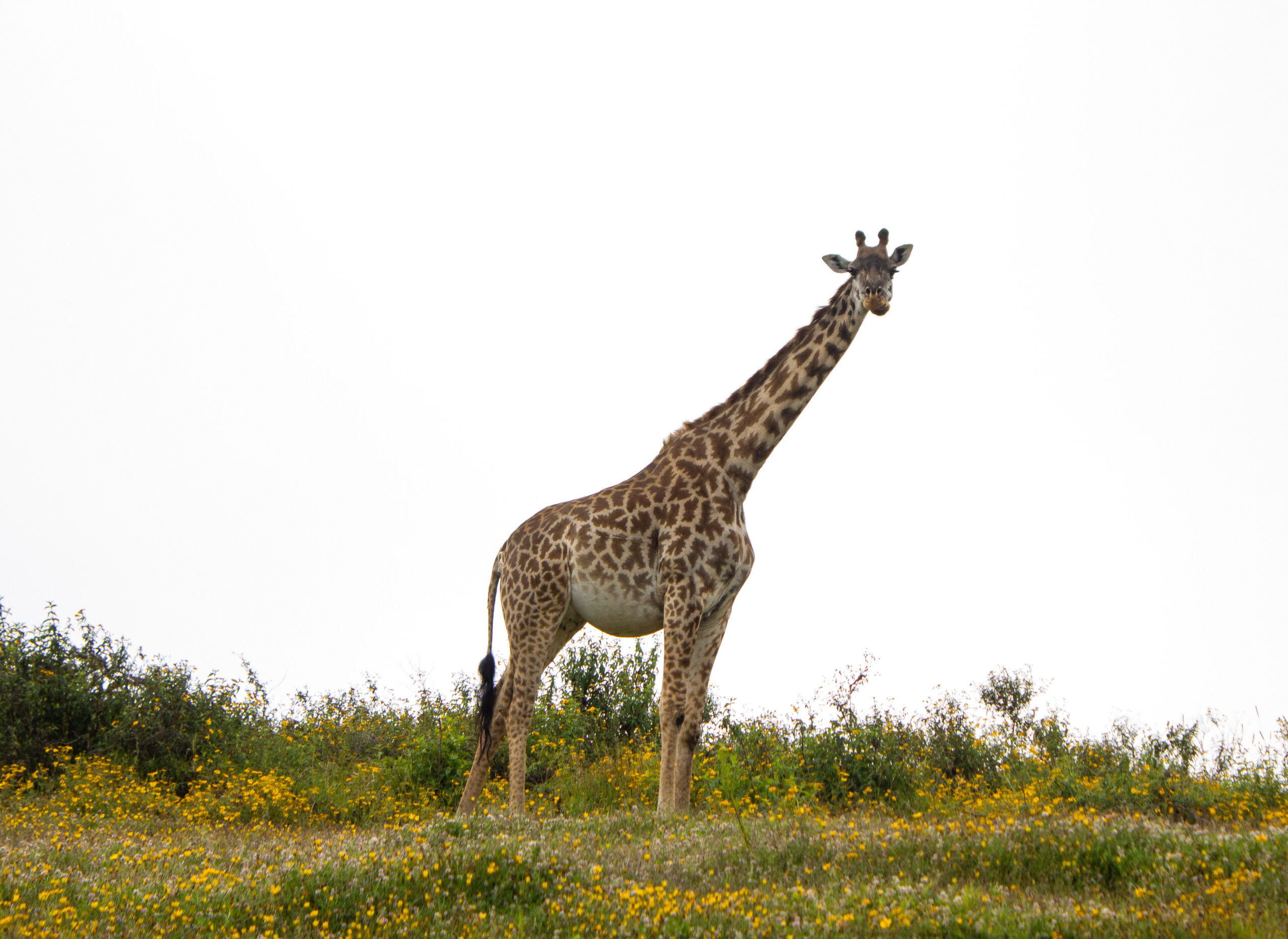 60450.jpg-scaled.jpeg